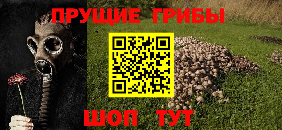 Галлюциногенные грибы Psilocybe Мариинск